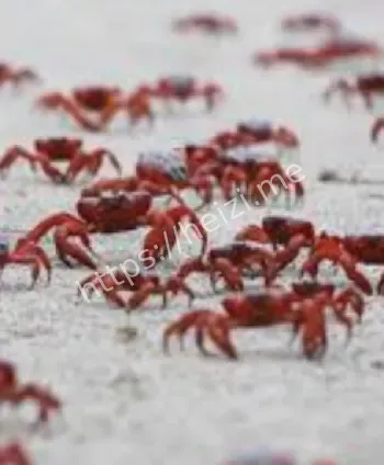 澳大利亚圣诞岛2025红蟹大迁徙